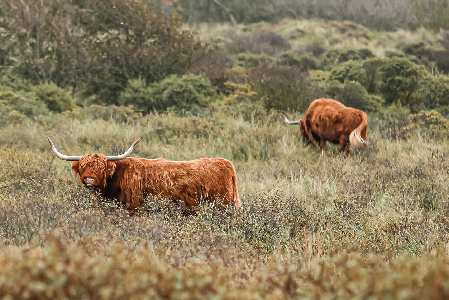 2 schottische Hochländer, eine der Big Five von Zandvoort, in den Dünen des Nationalparks Zuid-Kennemerland