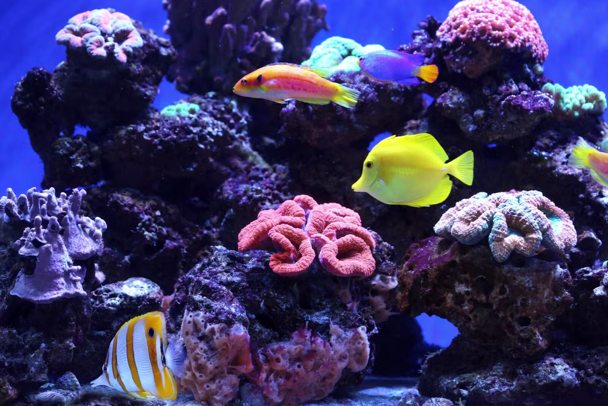Artis aquarium