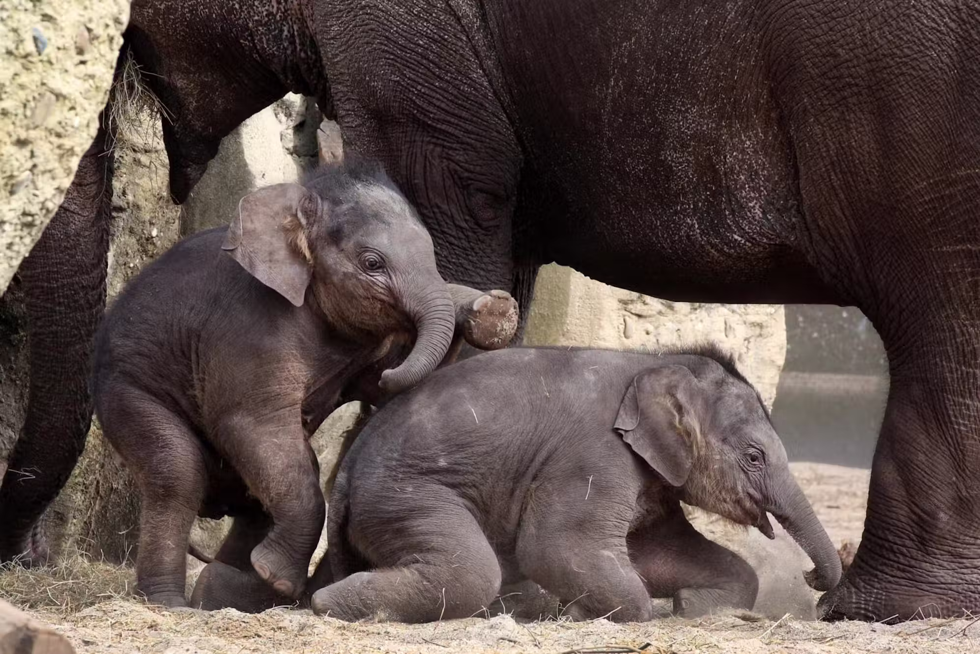 Artis olifant